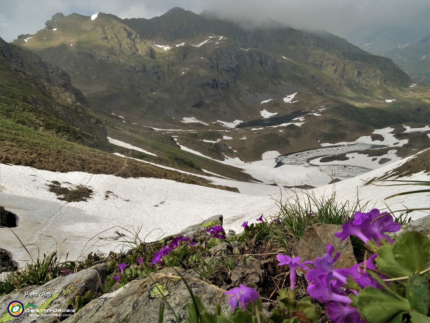 68 Primule irsute alla Bocchetta Triomen con vista sui laghetti  e monte Ponteranica.JPG